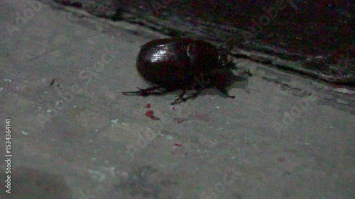 Female rhinoceros beetle closeup, strong scarab insect with glossy exoskeleton, crawling on soil, macro wildlife detail, nature biodiversity, powerful arthropod species