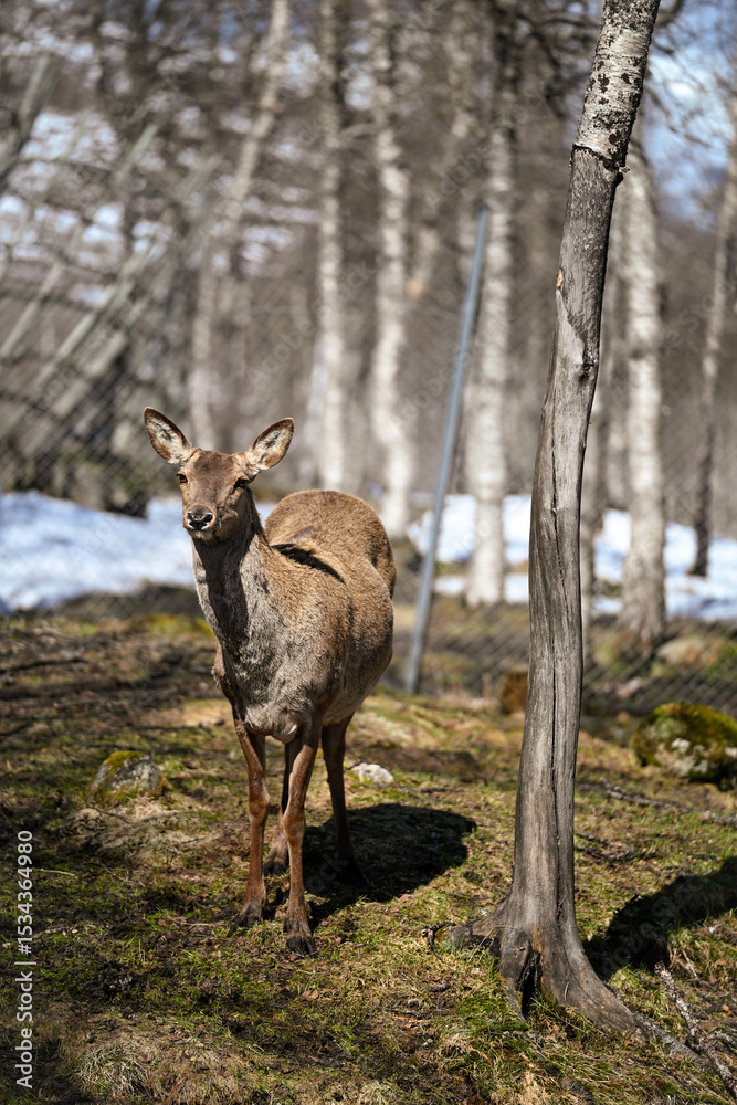 Obraz premium Young deer in the zoo 