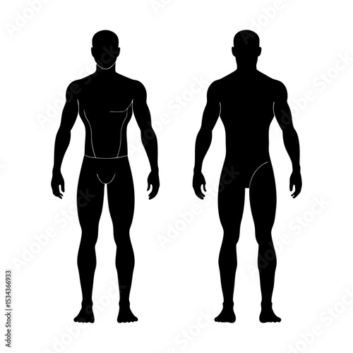human body anatomy vector silhouette
