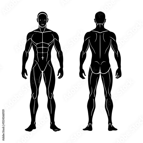 human body anatomy vector silhouette