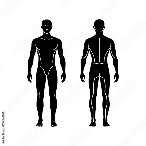 human body anatomy vector silhouette