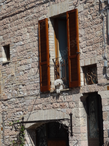 Dog Relaxing Inside Window Balcony Italy