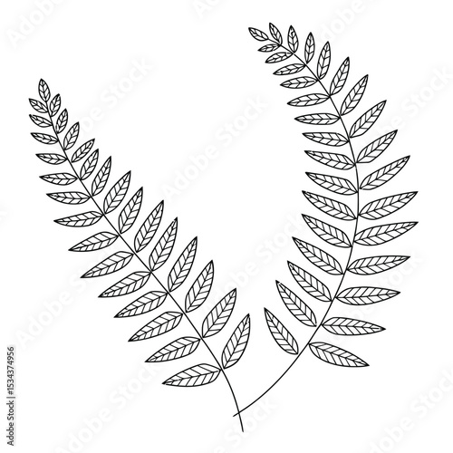 a minimalist line art illustration of two delicate plant stems with detailed leaves in elegant black lines on white background