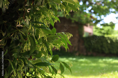 White climber star Jasmin hedge with many white flowers in the garden. Trachelospermum jasminoides in bloom photo