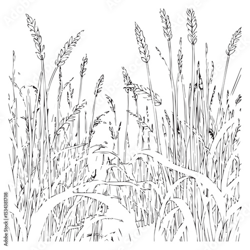 Abstract black and white wheat field line art illustration