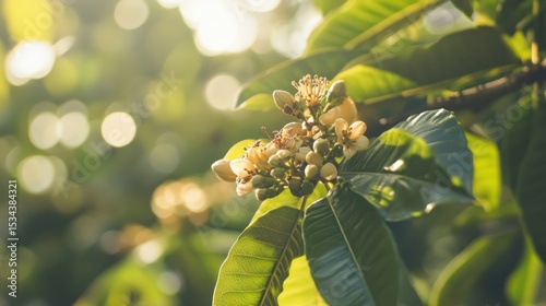 Close-up of  small, light yellow flowers in clusters on a tree branch, vibrant green leaves, bathed in sunlight.