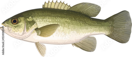 Sea Bass Illustration. Small-Mouthed Black Bass ( Micropterus Dolomieu).