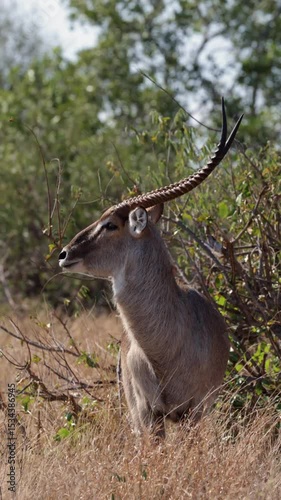  Vertical video, a big waterbuck bull.