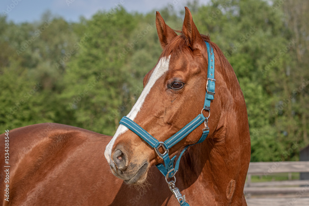 Obraz premium Porträt einer aufmerksamen alten Warmblut Fuchsstute mit blauem Halfter vor grünen Bäumen