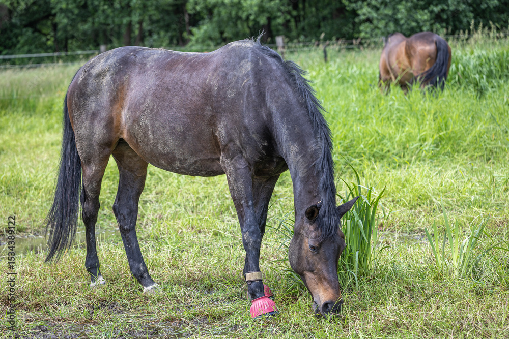 Dreckig nach dem Wälzen grast ein dunkelbraunes Pferd mit pinken Glocken zu Beginn der Weidesaison auf einer Wiese mit unterschiedlich langem Gras Dreckig nach dem Wälzen grast ein dunkelbraunes Pferd mit pinken Glocken zu Beginn der Weidesaison auf einer Wiese mit unterschiedlich langem Gras