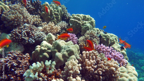 Fototapeta Naklejka Na Ścianę i Meble -  Colorful tropical fish on a coral reef, amazingly beautiful fairy world. In the coral gardens of the Red Sea.


