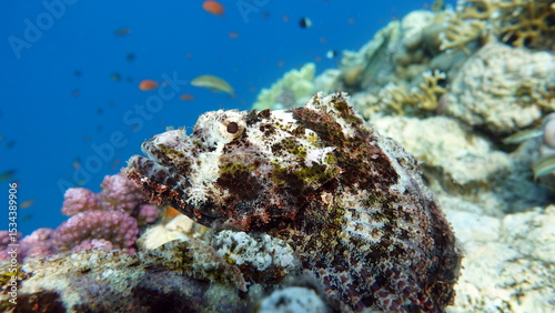 Fototapeta Naklejka Na Ścianę i Meble -  Scorpionfish, Fish - type bone fish Osteichthyes, Scorpaenidae, Flathead scorpenopsis.