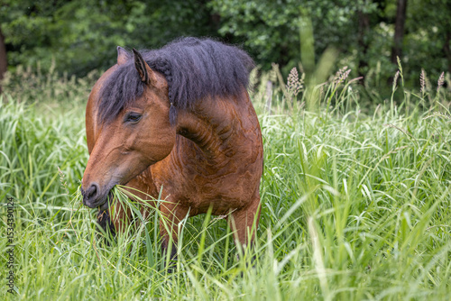 braunes Curly Horse steht mit saftigem Gras im Maul mit gespitzten Ohren zu Beginn der Weidesaison in saftigem hohem Gras 