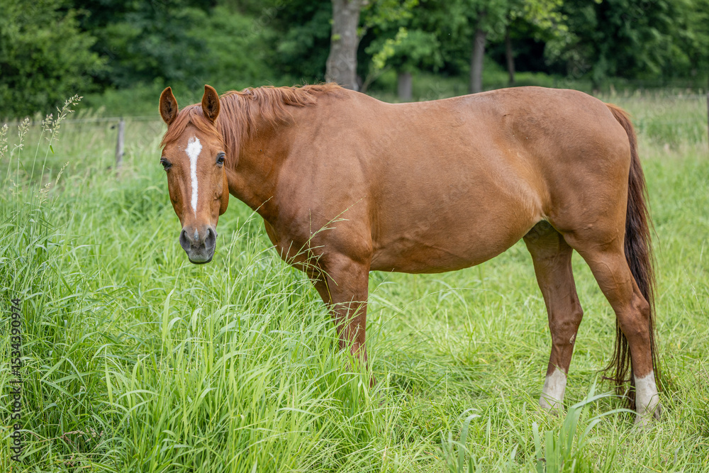 Fototapeta premium Fuchsstute mit langer Blesse schaut zu Beginn der Weisesaison auf einer grünen, saftigen Wiese mit hohem Gras mit gespitzten Ohren in die Kamera
