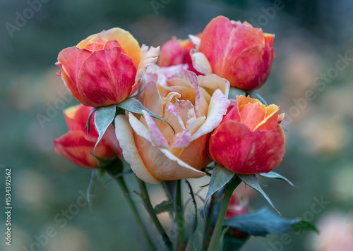 Beauty Rose Flowers 'Pride of Cheshire' or 'About Face' (WEKosupalz) on nature background, is an orange grandiflora rose cultivar are orange-yellow on the outside, with a reverse of dark orange-red.