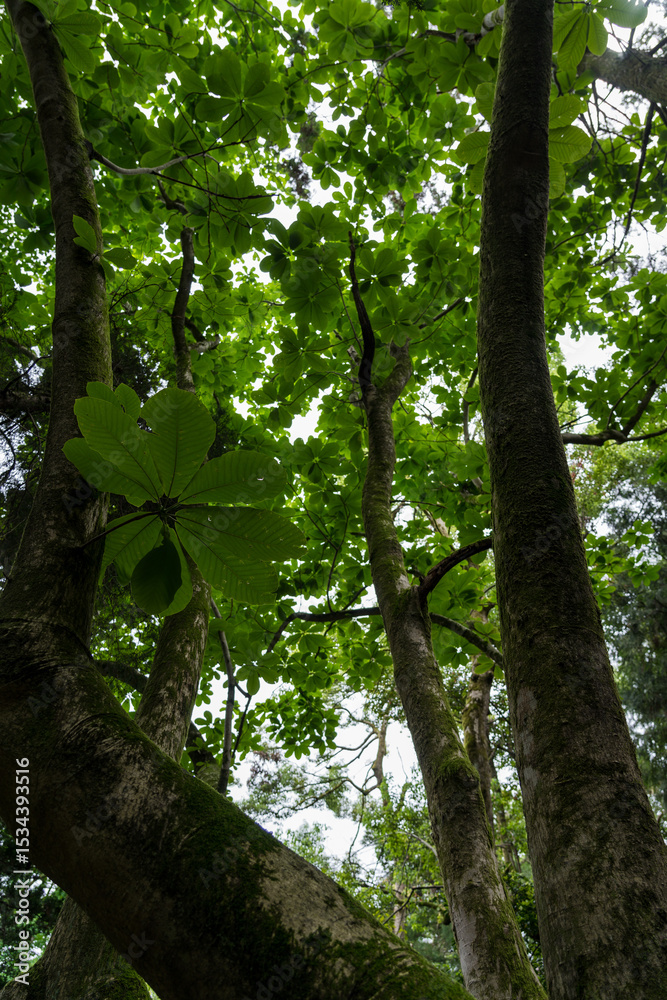 Fototapeta premium Forest in the Botanical garden in Georgia. trees