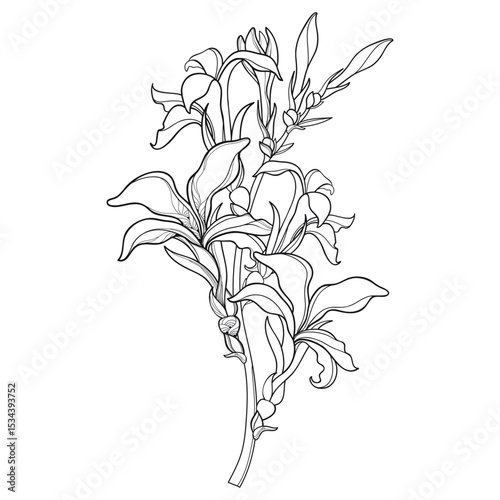 Bouquet of outline Canna lily flower bunch with bud in black isolated on white background.