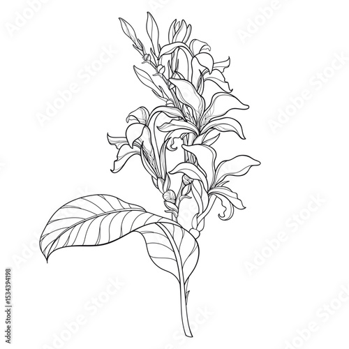 Bouquet of outline Canna lily flower with bud and leaf in black isolated on white background. 