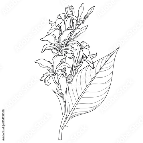 Bouquet of outline Canna lily flower with bud and leaf in black isolated on white background. 