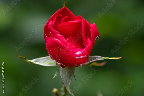 close up of a bright red rose with a blurred green background