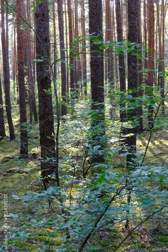 Fototapeta Naklejka Na Ścianę i Meble -  Krzewy w borze sosnowym