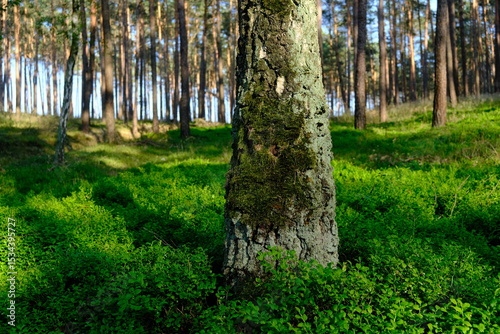 Fototapeta Naklejka Na Ścianę i Meble -  Drzewo 
