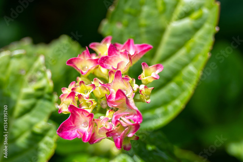 beautiful pink flowers of hydrangea macrophylla also known as lacecap hydrangea and christmas flower