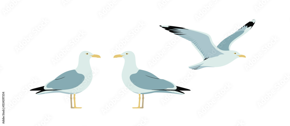 Obraz premium Three seagulls in different poses illustration