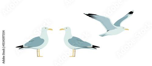 Three seagulls in different poses illustration