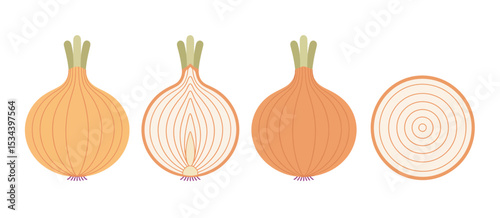 Illustration of onions whole halved and sliced