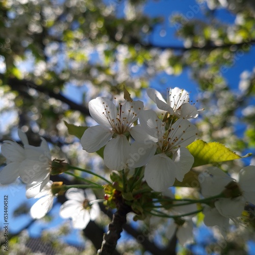 Weiße Kirschblüten im Schatten vor sonnigem Frühlingshimmel photo