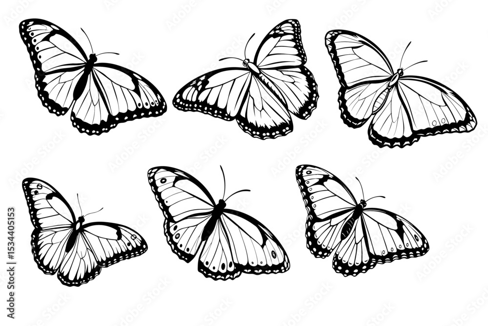 Obraz premium butterfuls silhouette