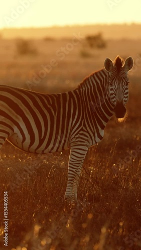  Vertical video, Zebra at sunrise