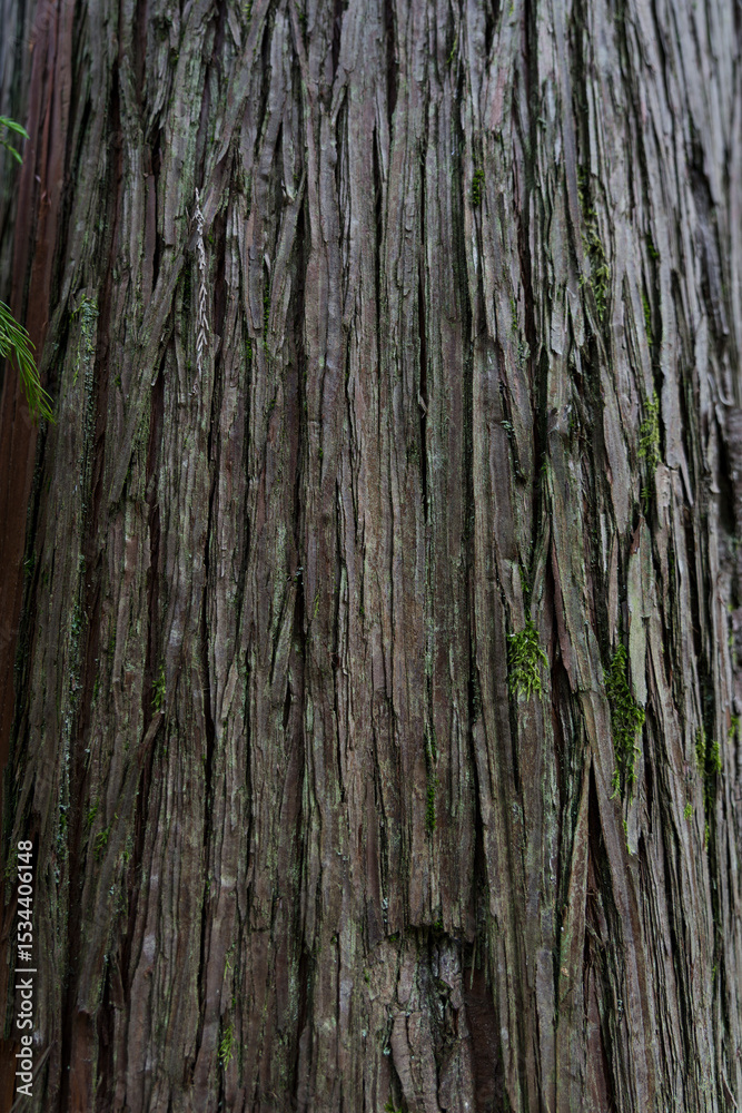 Obraz premium Sequoia bark background. Sequoia bark close-up Cora background