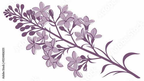Purple lilac flowers branch isolated on white background. Beautiful spring blooming plant with delicate fragrant petals.