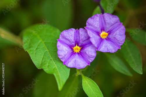 Lycianthes rantonnei photo