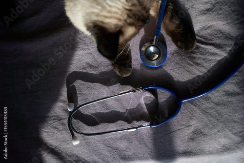 Siamese cat interacting with blue stethoscope on dark fabric surface.