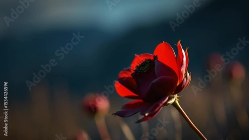 Crimson flower blooms against blurry mountain
