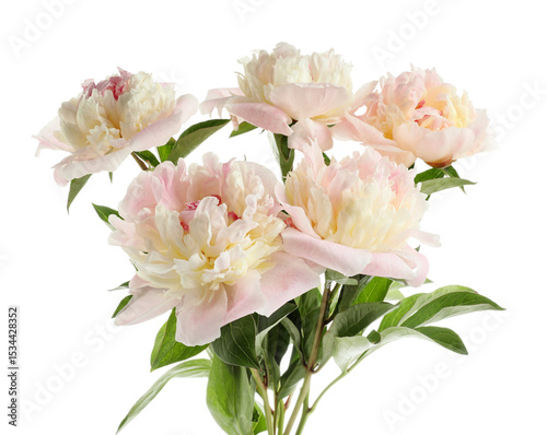 Fototapeta Naklejka Na Ścianę i Meble -  Beautiful peony flowers on white background