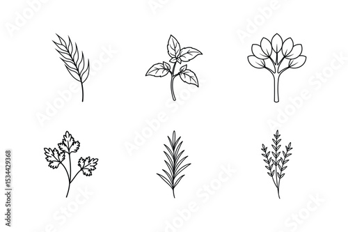 Line art vector illustration set of thyme rosemary parsley crocus basil barley Line Art Vector illustration
