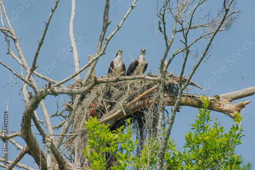 Mama and Papa babysitting nest