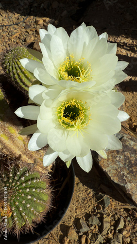 cactus flowers closeup