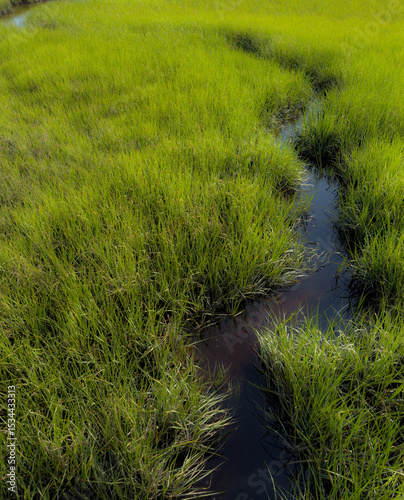A small waterway in the midst of a green march at the beach. 
