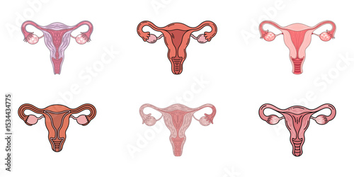 Sketched uterus, Uterus Hand drawn vector, Continuous single line of uterus ovary cervix anatomy female reproductive organ sketch drawing editable stroke vector illustration, Detailed vector