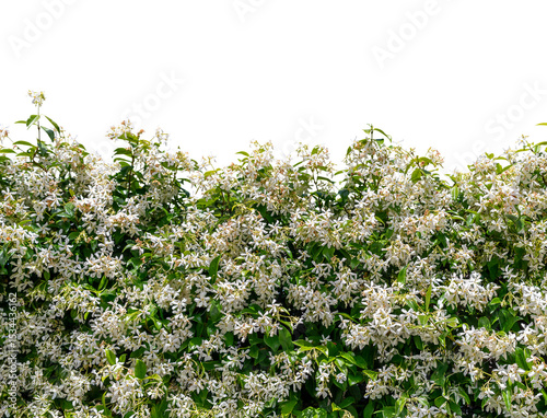 White flower hedge of Star Jasmine (Trachelospermum jasminoides) isolated, graphic element as border or fram photo