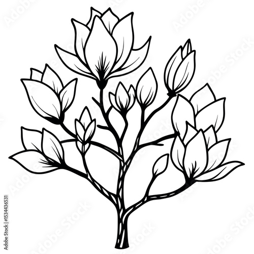Black and White Magnolia Tree Botanical Sketch Line Art