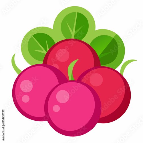 Minimal Radish Rounds Vector