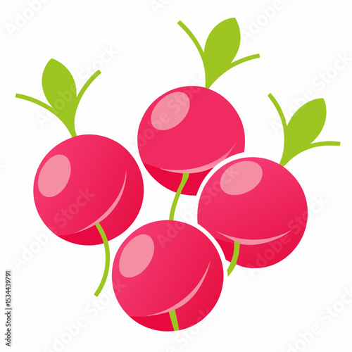 Minimal Radish Rounds Vector