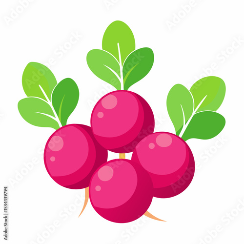 Minimal Radish Rounds Vector