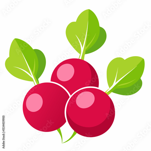 Minimal Radish Rounds Vector